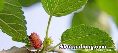 桑叶荼有什么疗效