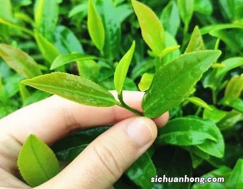 野茶棵治什么病