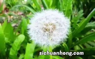 浦公英加红茶什么功效