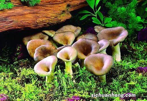 东北野生蘑菇怎么吃