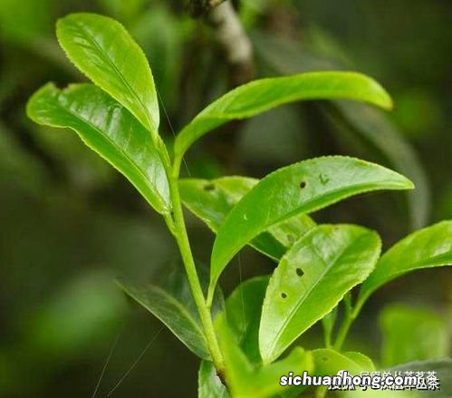 姜花香是什么香