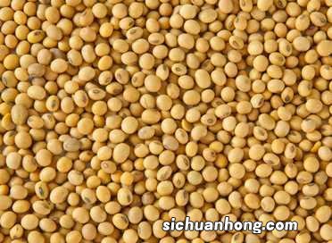 黄豆泡多久变质