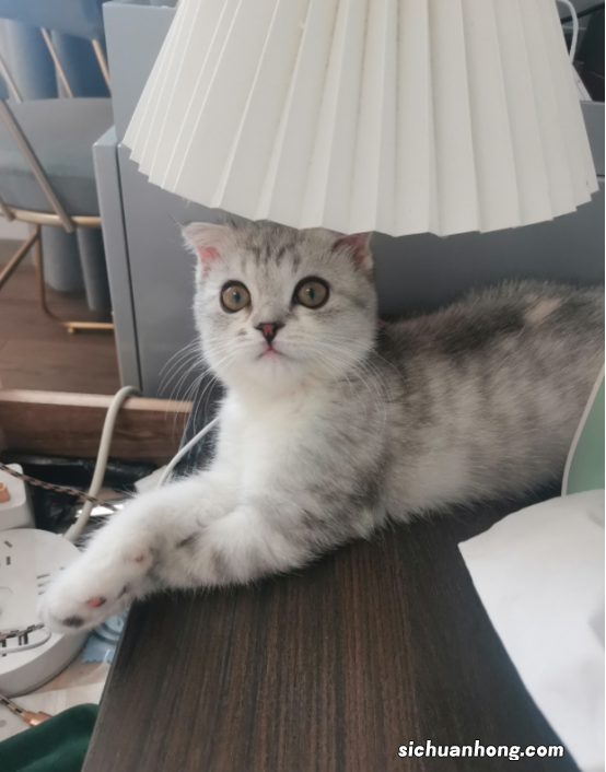 啥是猫传腹?出现以下症状,猫咪就危险了!