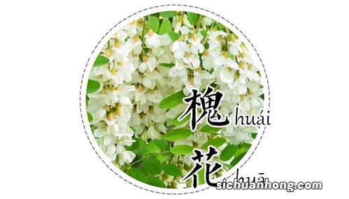 什么样的槐花做茶好