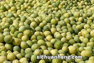 打籽瓜的功效与作用是什么