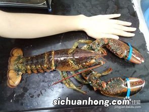 活大龙虾怎么杀