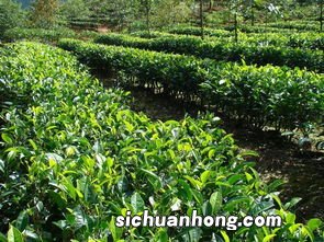 种植茶叶需要什么手续