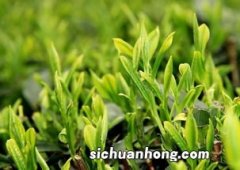 种植茶叶需要什么手续