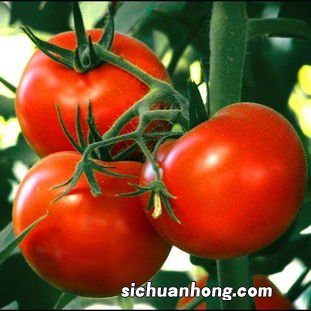 西红柿防什么癌
