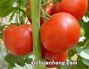 西红柿防什么癌