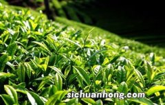 茶叶适合种植在什么气候条件