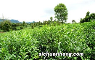 茶叶都在什么季节采摘