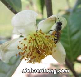 普洱茶树花有什么功效