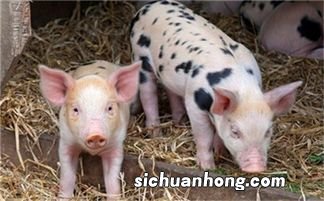 怎么看猪的肥瘦