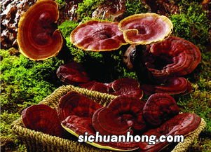 灵芝煮红枣功效与作用是什么意思