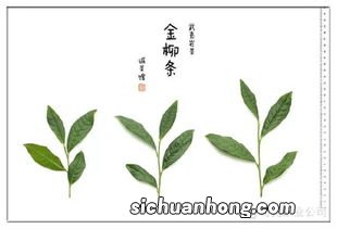 百岁香岩茶是什么茶