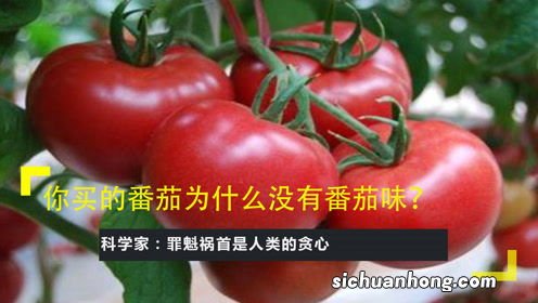 西红柿快手号怎么没了