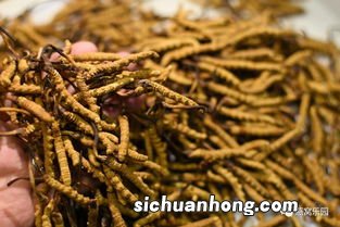 服虫草多久有效果