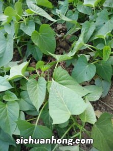 红薯地种什么菜