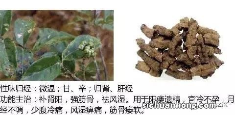 巴戟天 杜仲吃多久才有效果