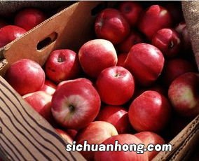 吃了白萝卜多久才能吃水果