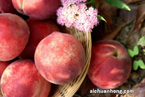 水蜜桃长着怎么样的毛