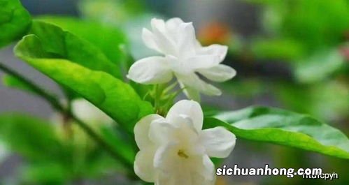 茉莉花在什么时间点喝