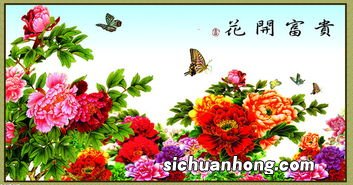 富贵花开花是什么花