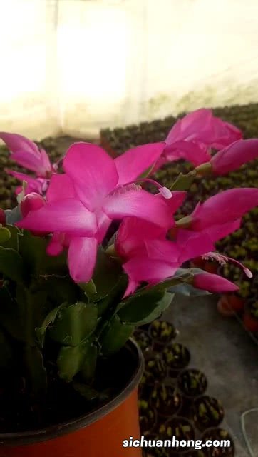 富贵花开花是什么花