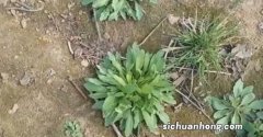 吃什么野菜治眼睛