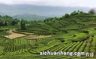 茶叶属于什么林