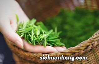 什么季节产的茶最好
