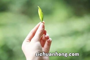 什么季节产的茶最好