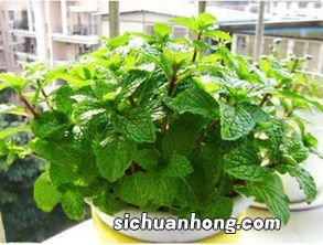 薄荷盐水有什么好处