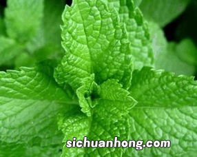 薄荷盐水有什么好处