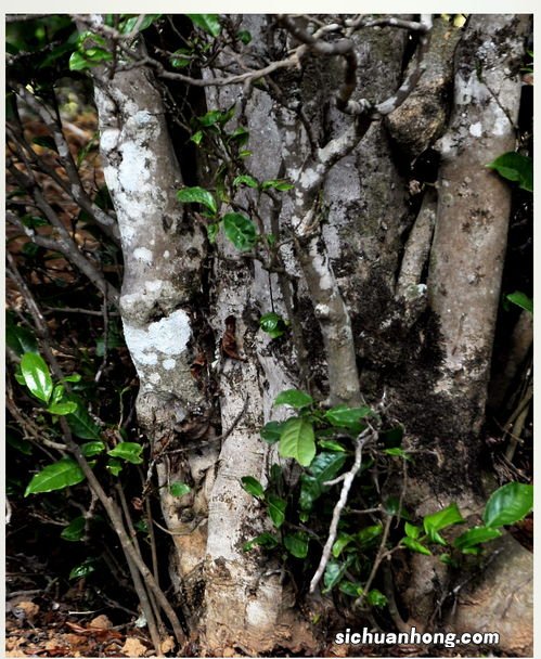 有什么茶叶是兰花香