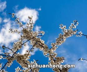 金雀花根怎么吃