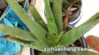 多久的芦荟可以吃吗