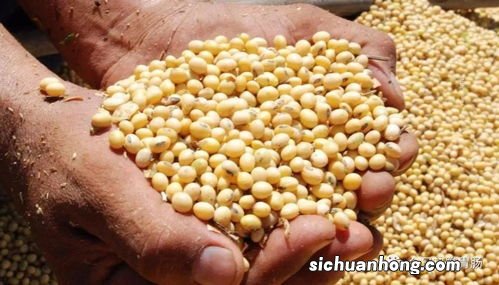 脾不好该多吃什么食物