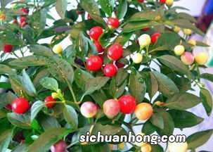 七彩辣椒怎么泡泡多久