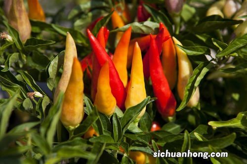 七彩辣椒怎么泡泡多久