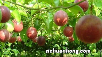 百香果酵素多久能