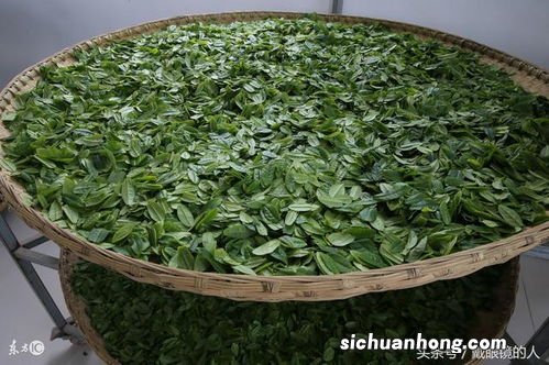 黄山毛尖品牌谢什么