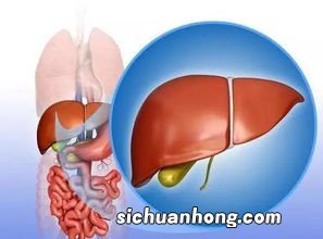 喝什么对肝有好处