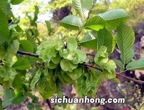 榆钱可以做什么吃