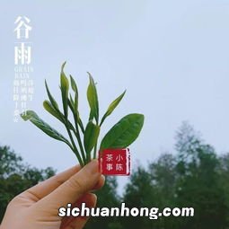 什么是春尾