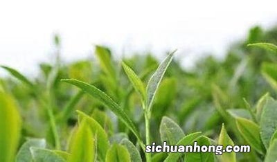 什么是春尾