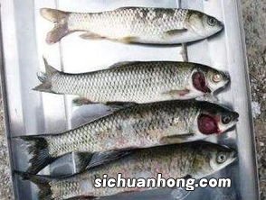 新鲜草鱼皮怎么做好吃