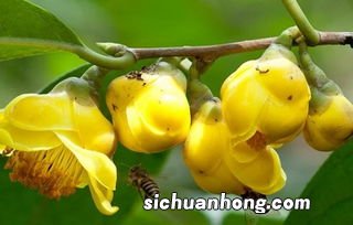 金花茶有什么功效