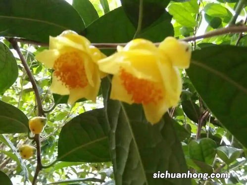 金花茶有什么功效